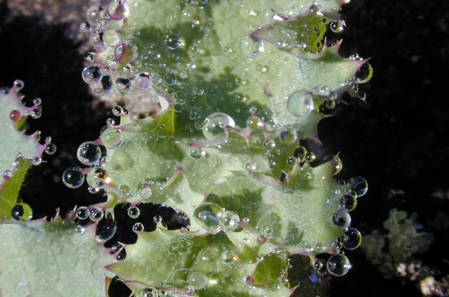 Gabathuler Wasserperlen II