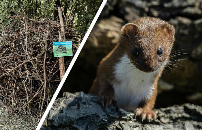 Geborgen – im Asthaufen!