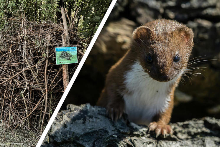 Geborgen – im Asthaufen!