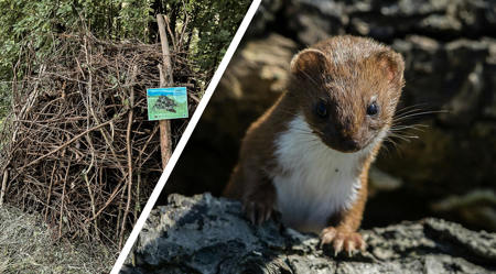 Geborgen – im Asthaufen!