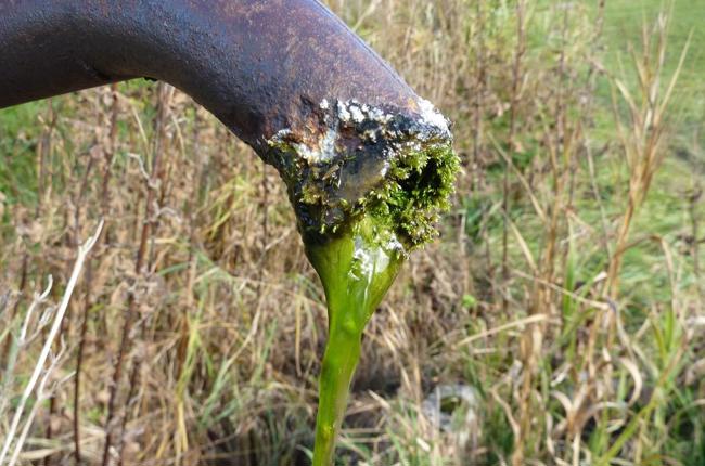 Schneider Gruenes Wasser