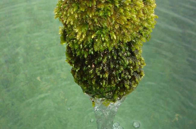 Rutz 3.April 2016 014