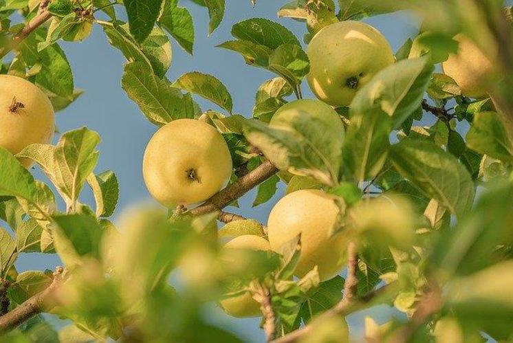 Apfel-Spiel