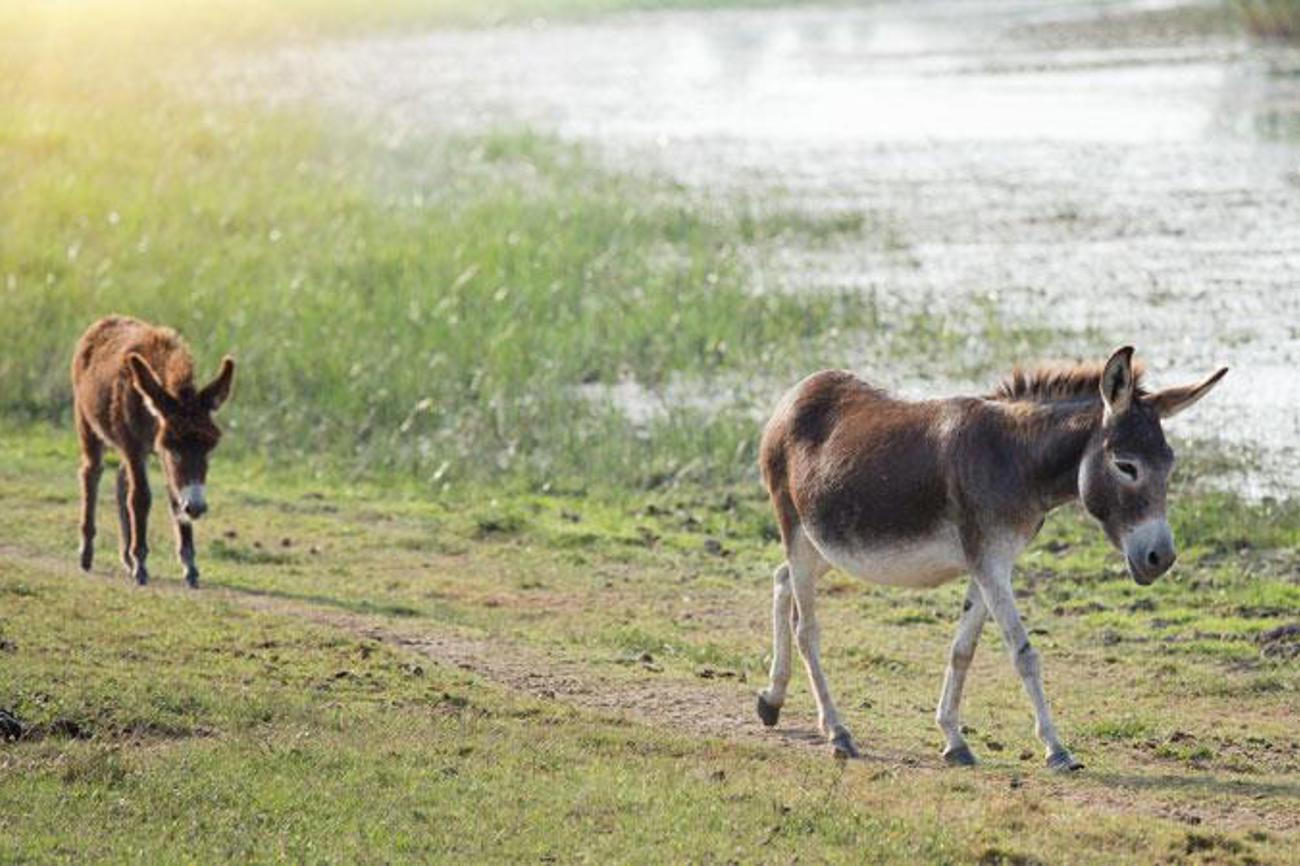 Wegen Hochmut wurde der graue Esel zum Lastenträger degradiert. Doch das sollte sich bald als Glücksfall erweisen.|fotolia.com