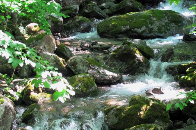 Baumgartner Ernst Bach