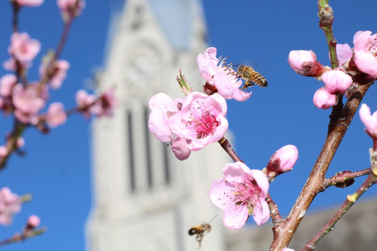 Platz 3: Fleissige Bienen an Pfirsichblüten vor dem Amriswiler Kirchturm. (Bild: Lukas Butscher)