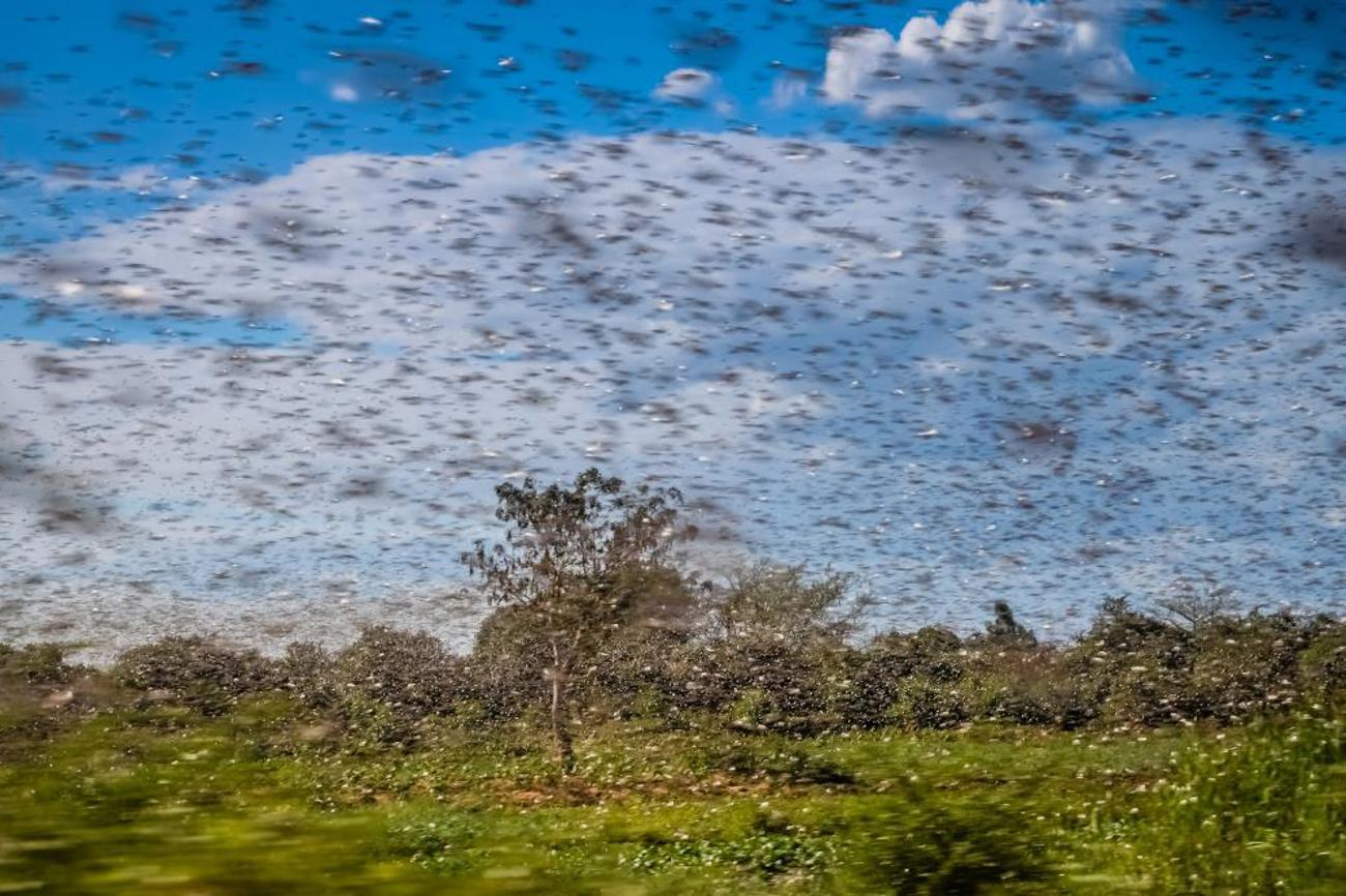 Heuschreckenschwärme zerstören die Ernte und damit die Lebensgrundlage der Bauern in grossen Teilen Ostafrikas. |Shutterstock