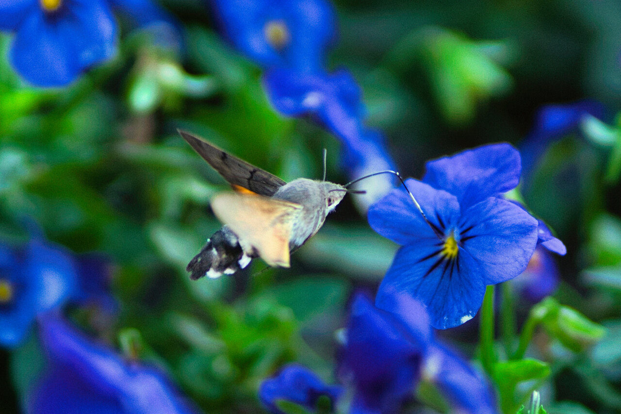 «Der Junge hatte ein bisher verborgenes Talent für Tierfotografie entdeck», sagt Jugendarbeiter David Krättli. Foto: zVg