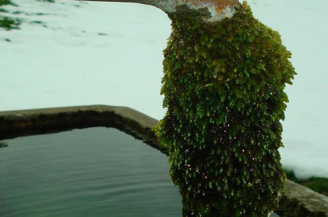 Rutz 3.April 2016 006