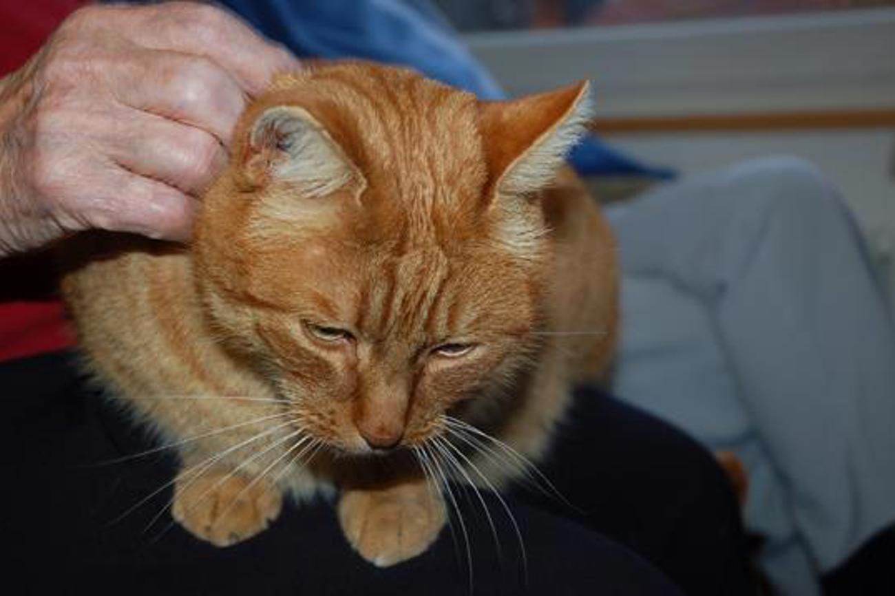 Katze Miro lässt sich gerne streicheln. Bild iks