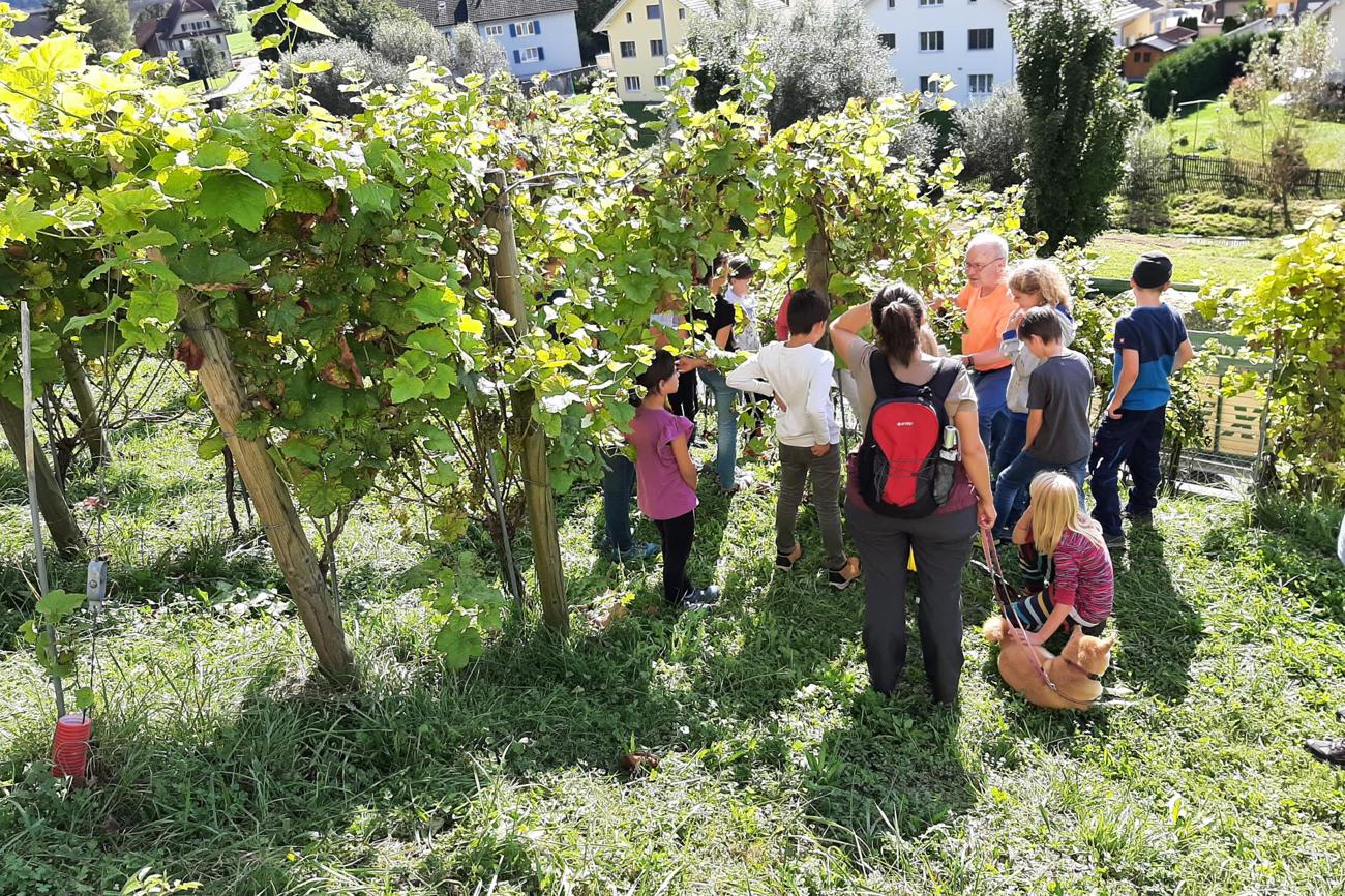 Ein Besuch im Weinberg bereichert den Religionsunterricht: Rebmeister Rolf Eichenberger zeigt seinen jungen Besucherinnen und Besuchern die über 700 Weinstöcke. (Bild: zVg)