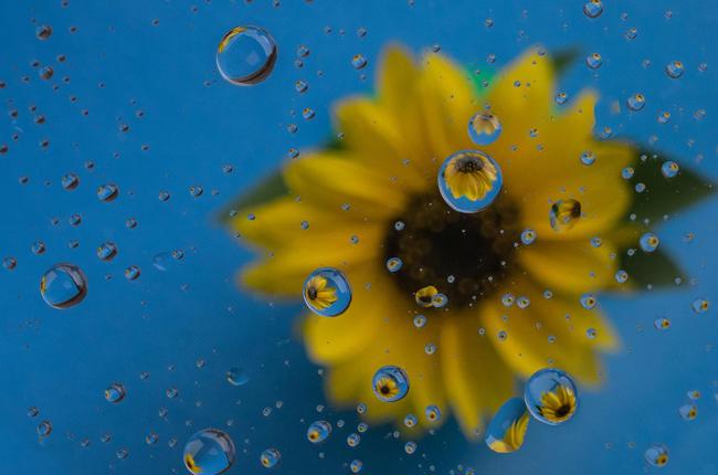 Klein Klein Baumann Erich Blume