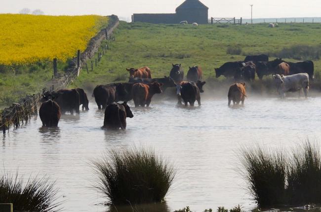 Zwicky 24052012 Bamburgh GB