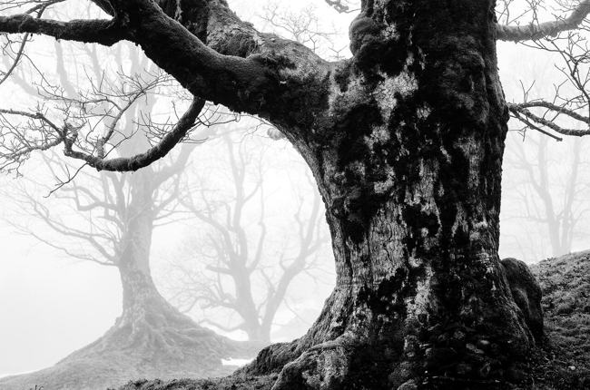 «Ein Kraftort entsteht im Auge des Betrachters», schreibt Biologe und  Naturfotograf René Güttinger aus Nesslau. Er zieht dabei die Bergahorne im Gebiet Under Chlosteralp, Ennetbühl, heran. Kopf und Seele werden eins. Foto: René Güttinger