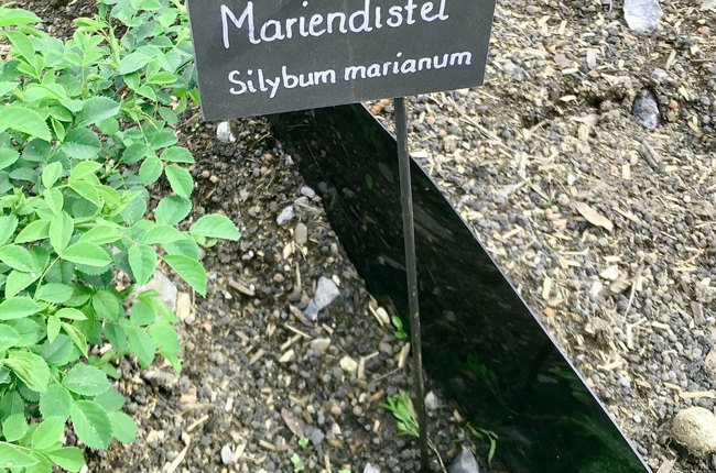 2305 Religionsgarten Aarburg Mariendistel