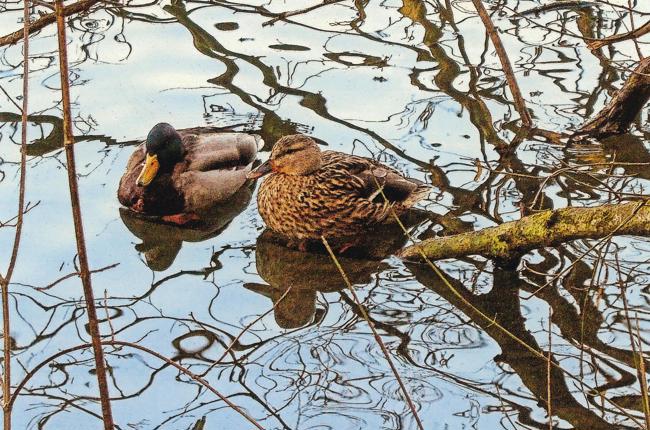 Klein Klein Waldburger Hans Guebsensee II