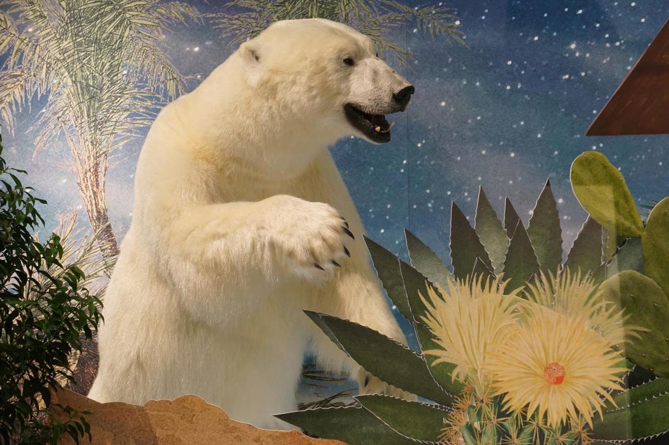 Von hinten bahnt sich ein ausgestopfter Eisbär den Weg durch Stechpalmen. | Stefan Degen