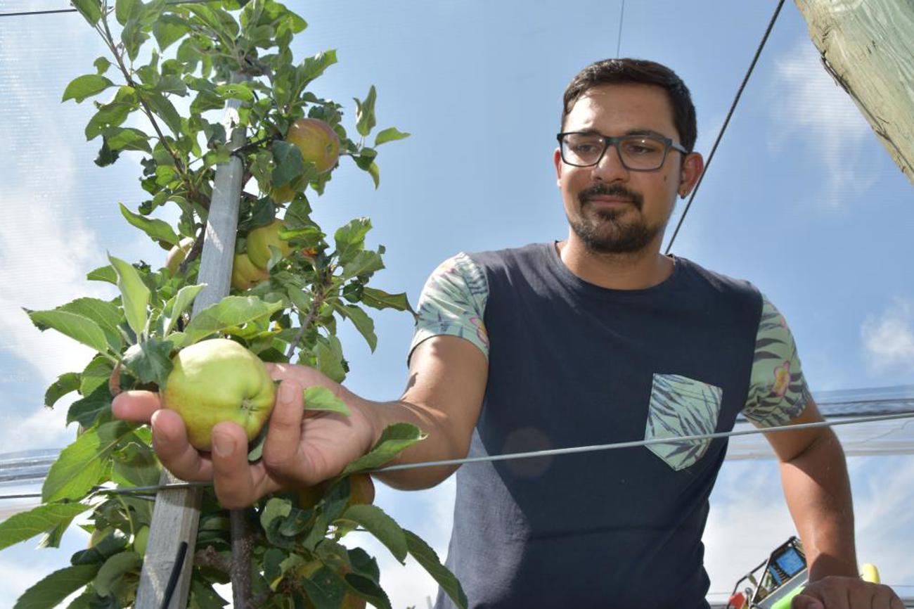David Stacher entfernt beim «Ausdünnen» kleine und beschädigte Äpfel. | Cyrill Rüegger