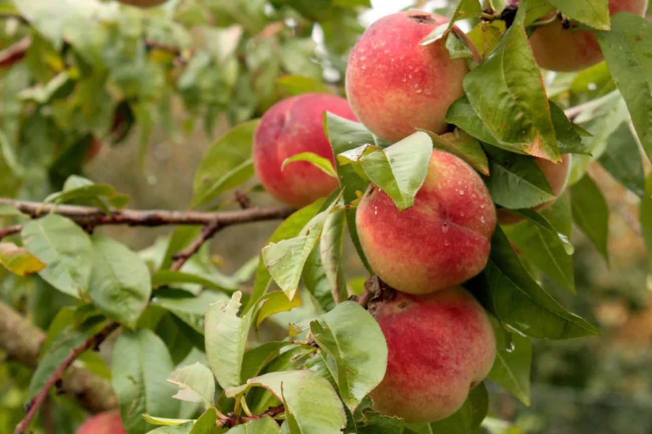 Schmackhafte Weinbergpfirsiche: Seit 2009 hat Pro Specie Rara rund 100 Sorten gesammelt. Noch sind sie nicht ausreichend erforscht, obwohl sie seit Ende des Mittelalters ihren festen Platz in unserer Kultur hatten. Foto: Pro Specie Rara