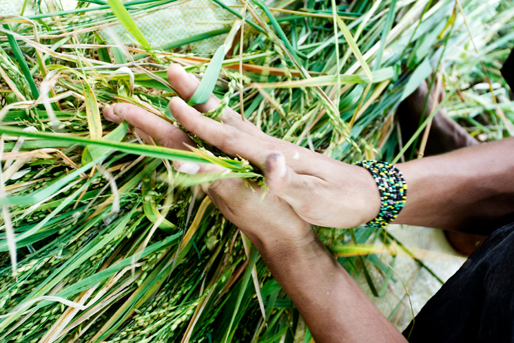 Ökumenische Kampagne macht Saatgut zum Thema