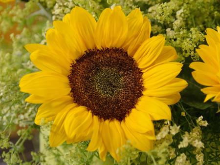 Ein freundlicher Blick erfreut das Herz