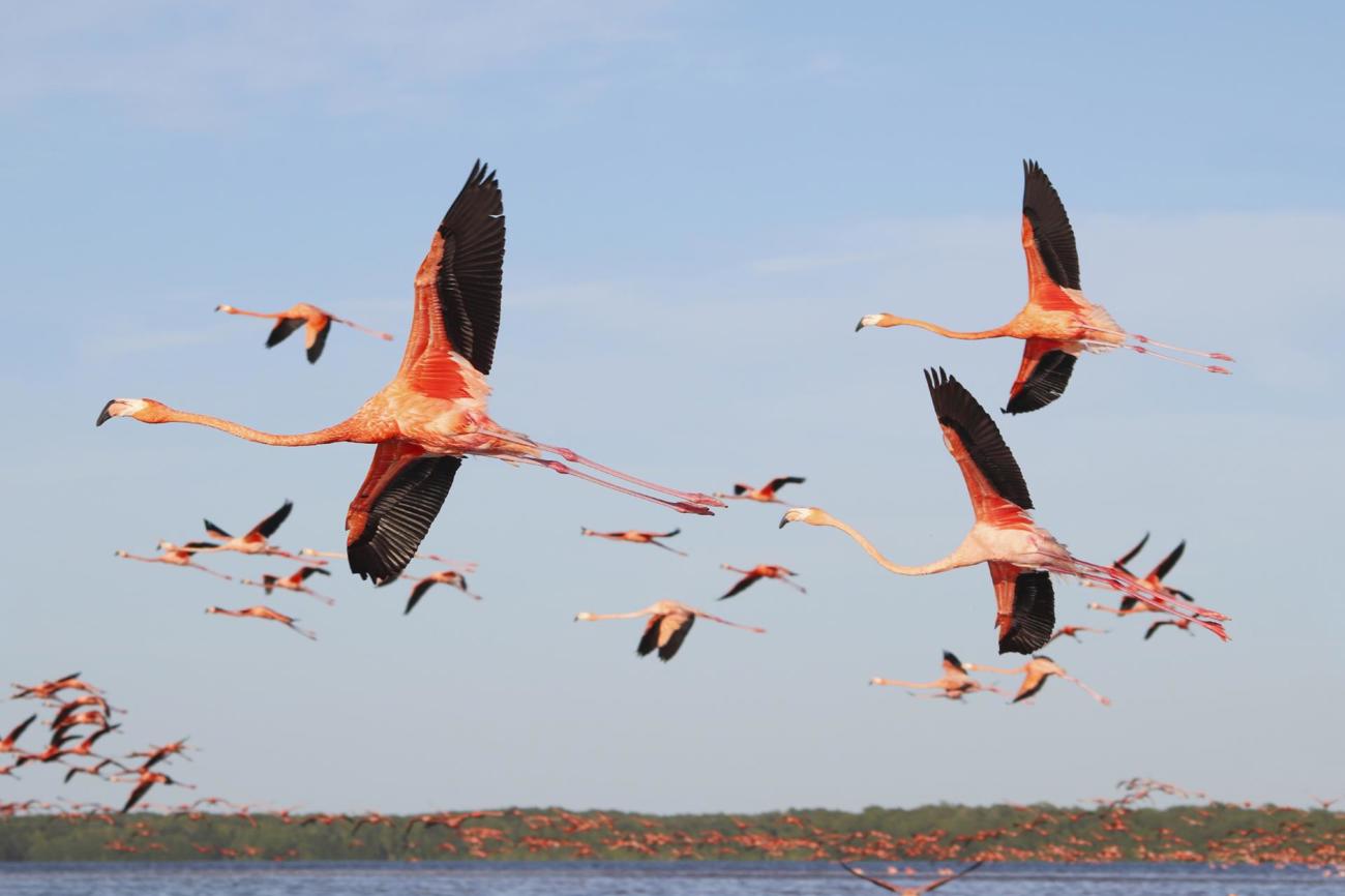 Gelten wegen ihres rosafarbenen Federkleids und ihrer Geselligkeit als Vögel der Liebe und der Harmonie: Flamingos. (Bild: AdobeStock)