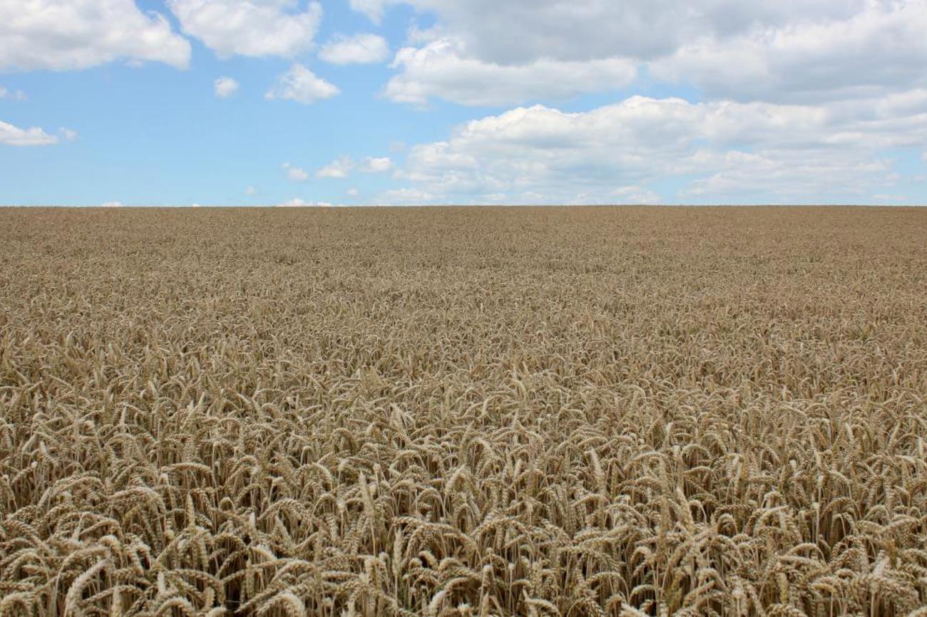 Die Kornfelder: Landschaften wie ein biblisches Gleichnis. |tz