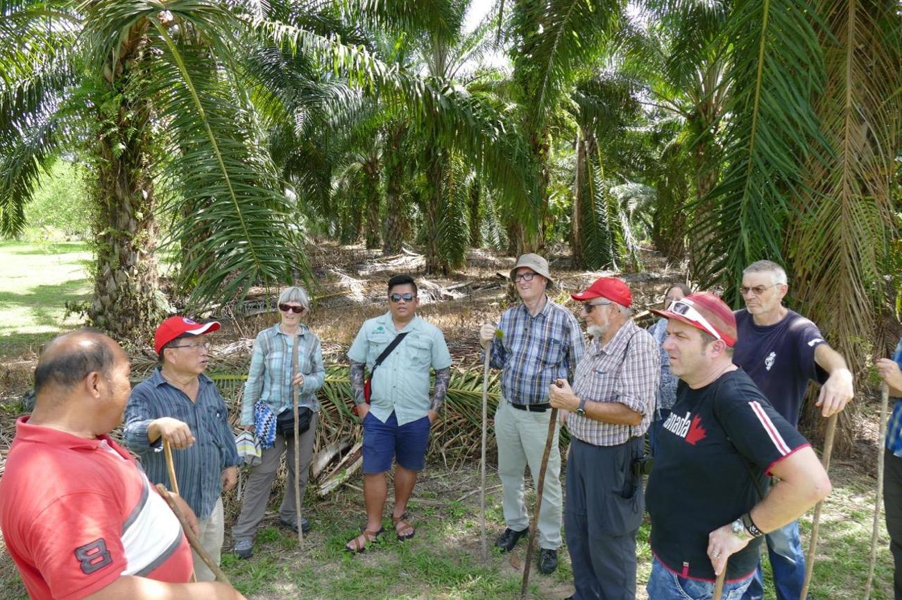 Vor einer konventionell betriebenen Palmölplantage: Der Boden ist komplett abgestorben und wird durch die Spritzmitel langfristig vergiftet.