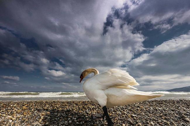 Klein Klein Baechtold Swan