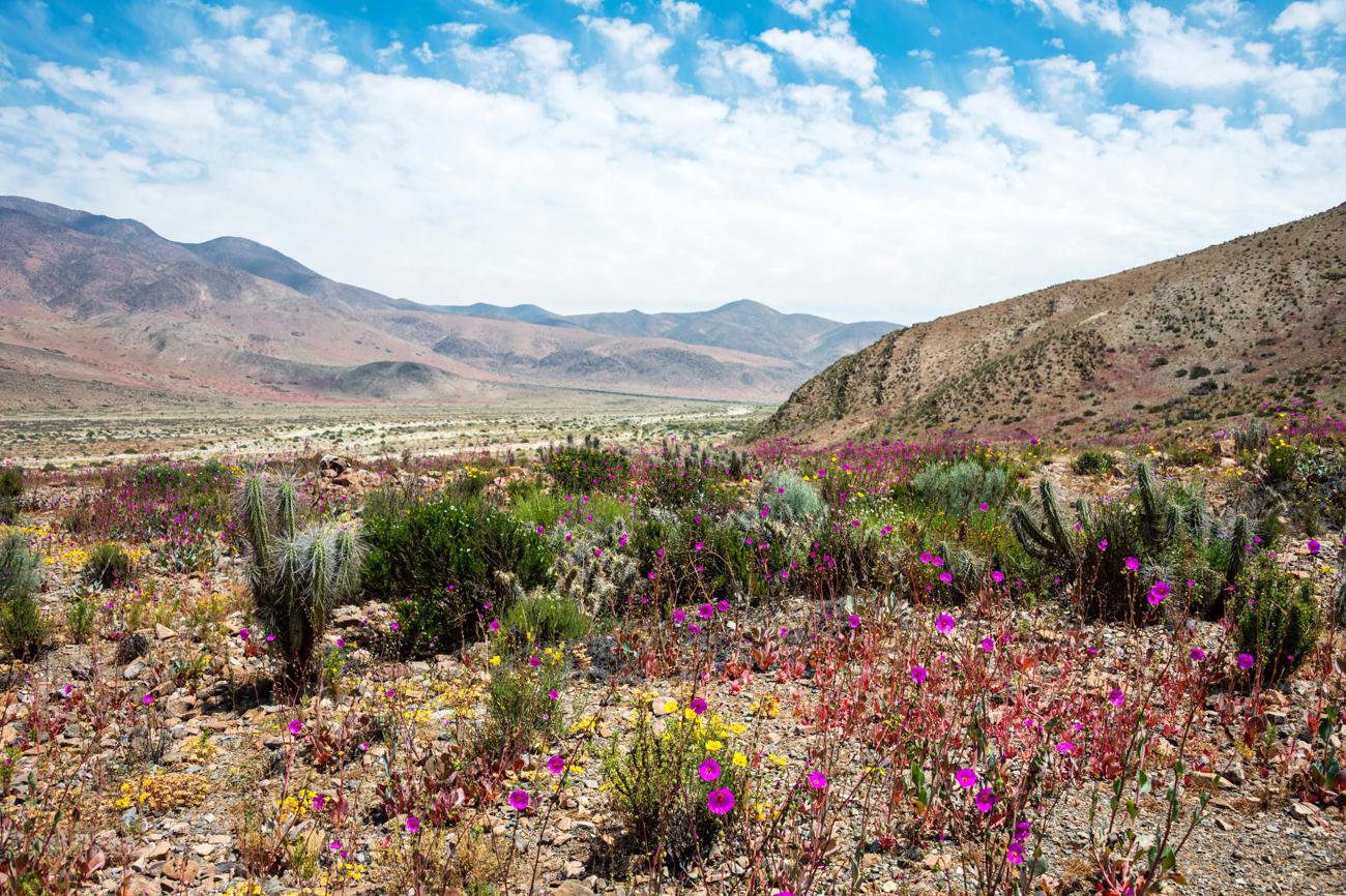 Farbenfroh und lebendig: Die Wüste kann als Ort der Abgeschiedenheit auch die Möglichkeit bieten,
die Fülle in Gott zu erlangen. (Bild:  AdobeStock / Kseniya Ragozina)