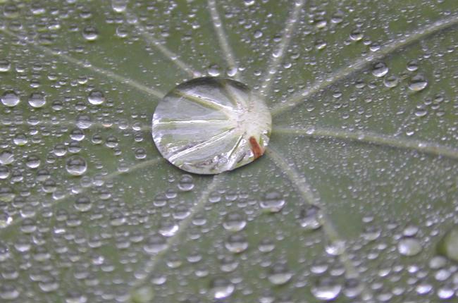 Gabathuler Wasserperle