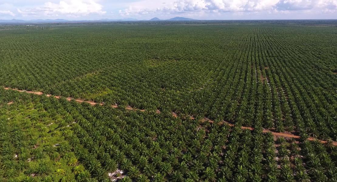 So weit das Auge reicht: Palmölplantagen in Indonesien. Der Regenwald musste weichen.