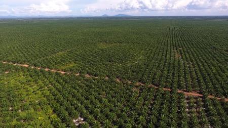 Palmöl-Allianz: «Brot für alle» gemeinsam mit Bauernverband