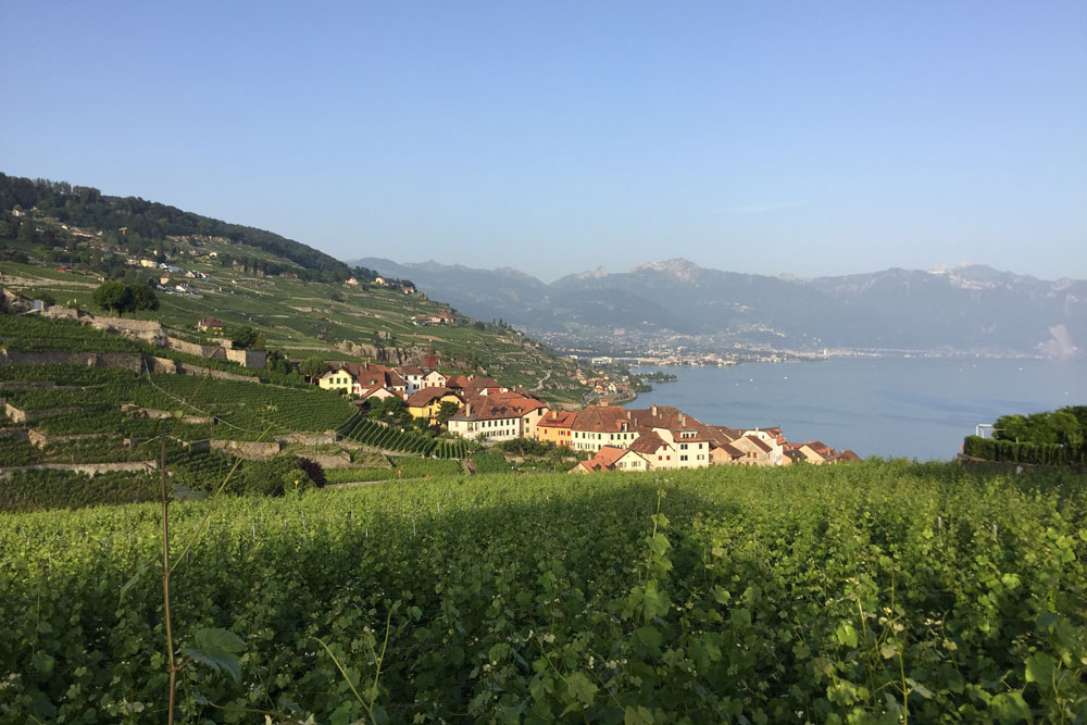 Blick über das Weinbaugebiet Lavaux am Genfersee. | Foto: Norbert Bischofberger