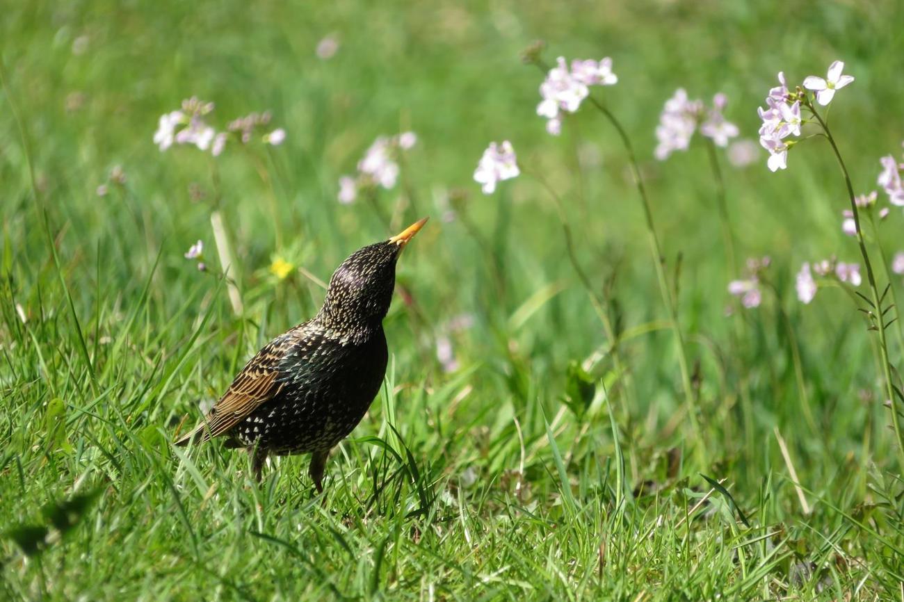 Platz 1: Neugierig begutachtet dieser Star das Wiesenschaumkraut. (Bild: Daniela Müller)
