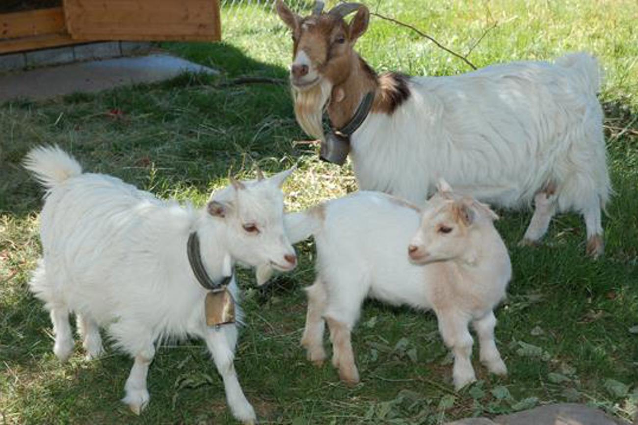 Die Ziegenfamilie fasziniert immer wieder von neuem. Bild: iks