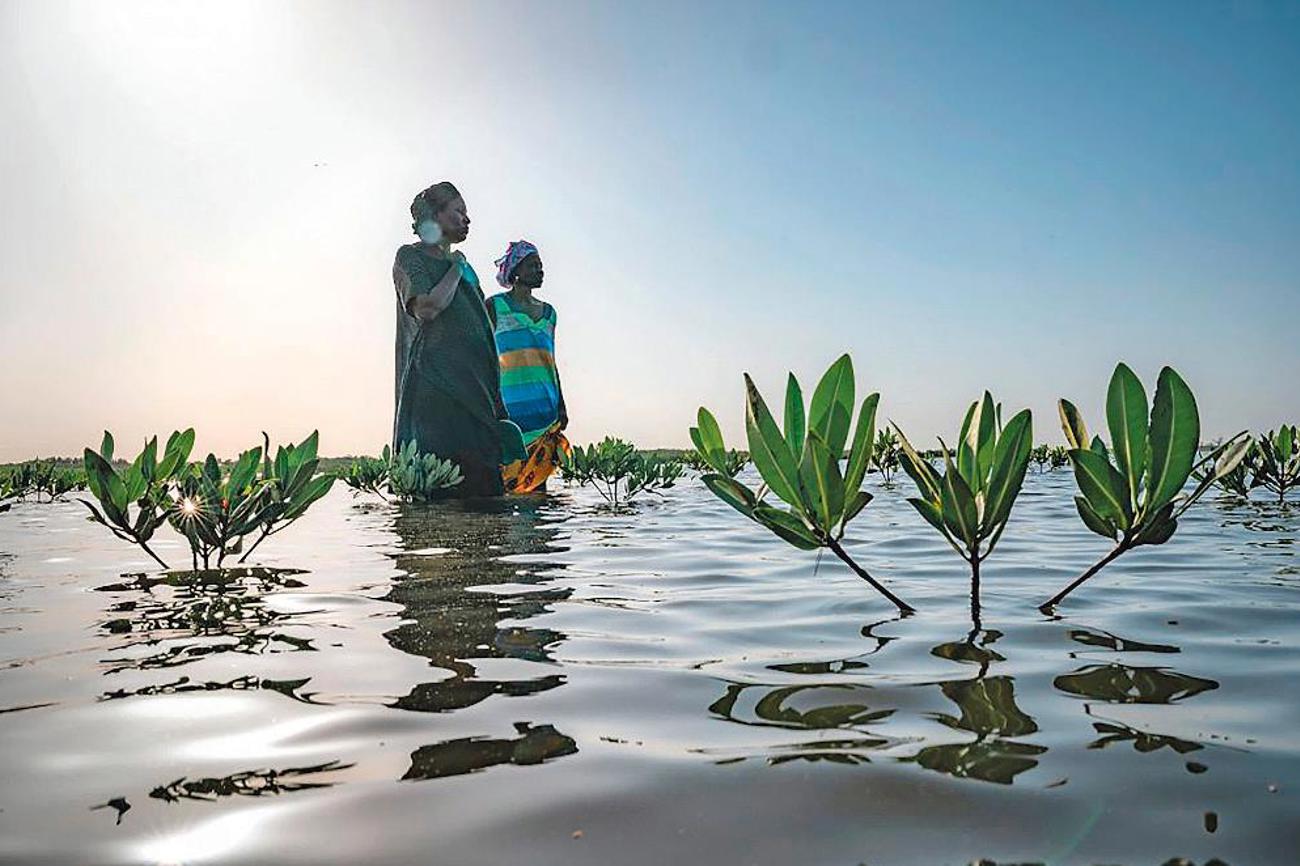 Mangrovensetzlinge gegen den steigenden Meeresspiegel und die Erosion der Küste.