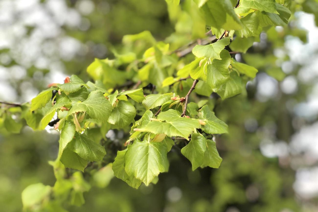 Es grünt – bewahren wir uns das Staunen, verbunden mit Dankbarkeit. Bild: hmz
