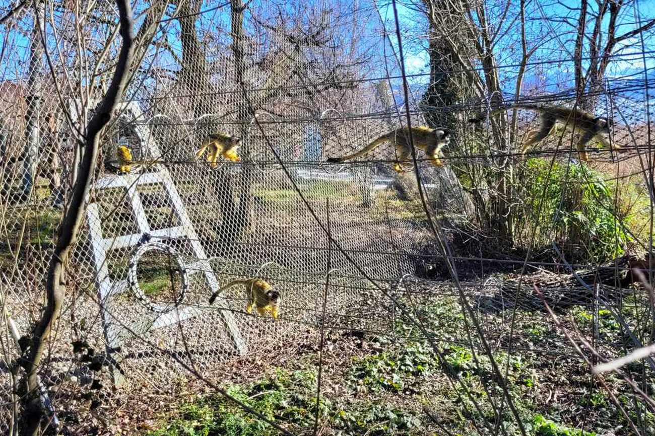 «Herr Nilsson», ruft meine Begleiterin bei den Totenkopfäffchen begeistert. Foto: sd