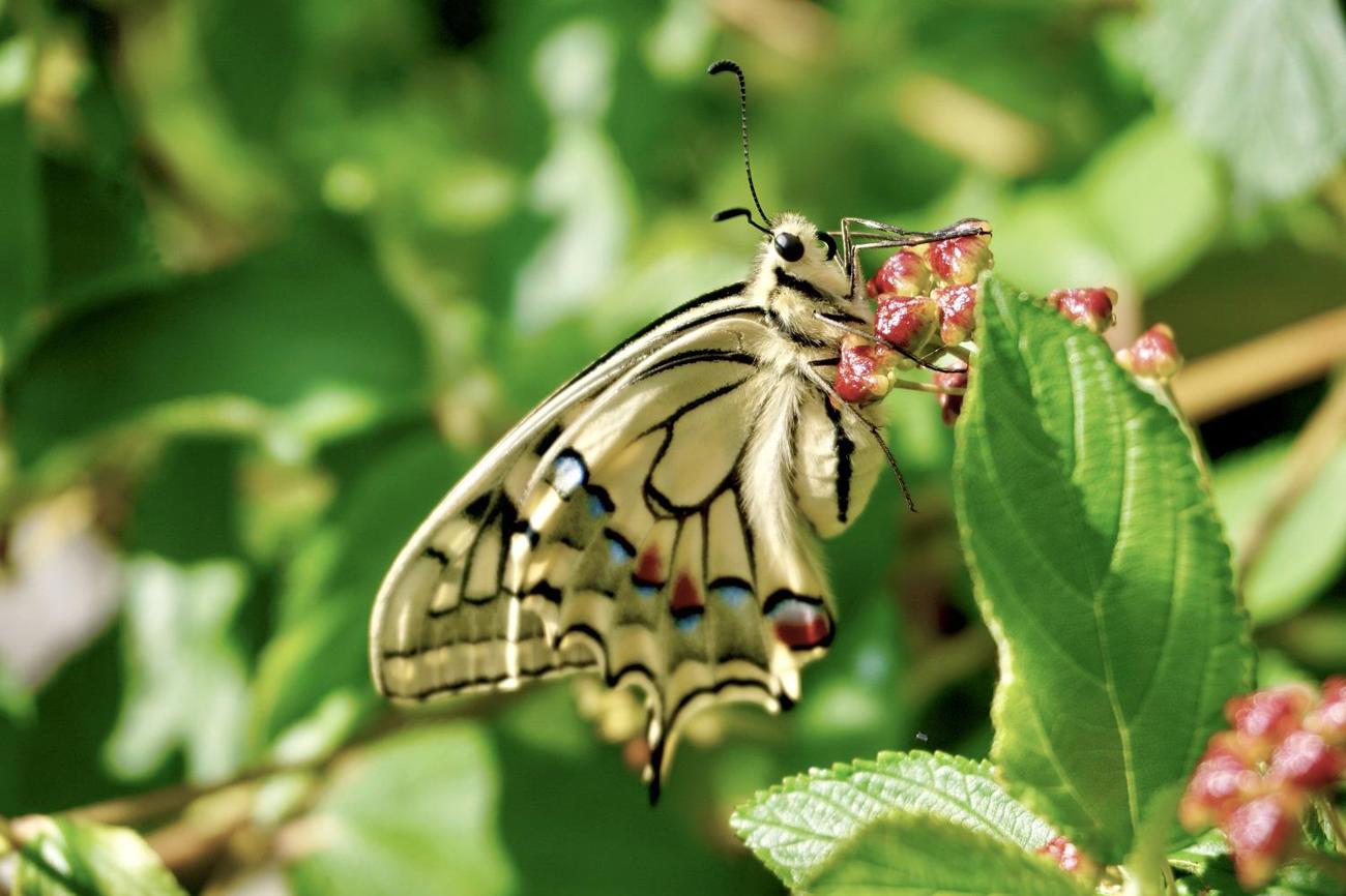 Platz 5: Schwalbenschwanz auf Nektarsuche. (Bild: Jael Kauth)