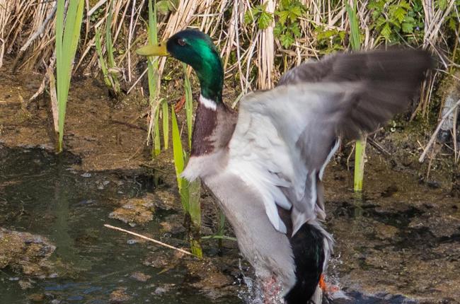 Klein Klein Gerber R1504 13005