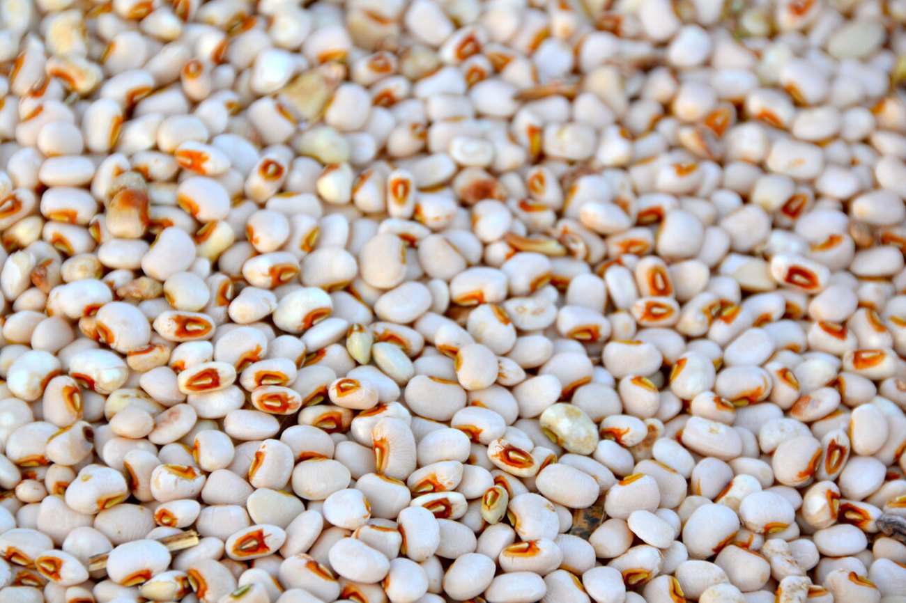 Die Bauernfamilien erhalten klimaangepasstes Bohnen-Saatgut, das resistenter gegen Trockenheit ist. Foto: Olivier Girard / HEKS