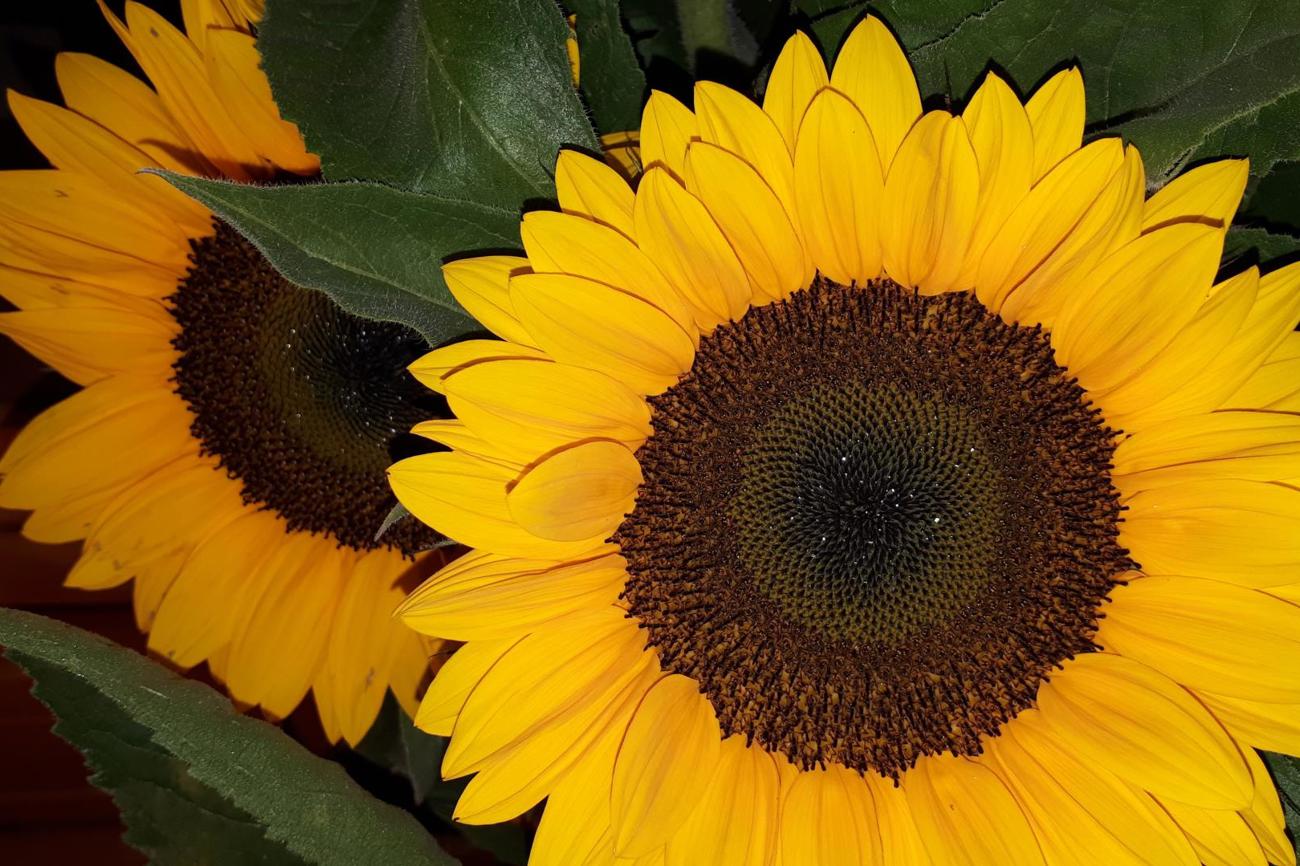 Die sonnenblumengelb gestrichenen Wände im Arbeitsraum strahlten Wärme aus. Bild: jh