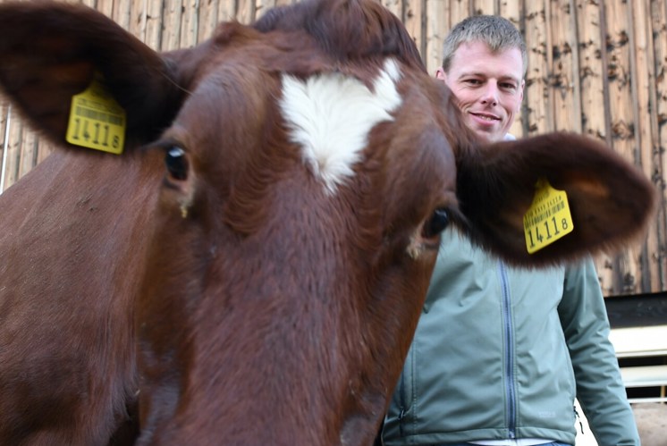 Kein Kraftfutter für die Kühe