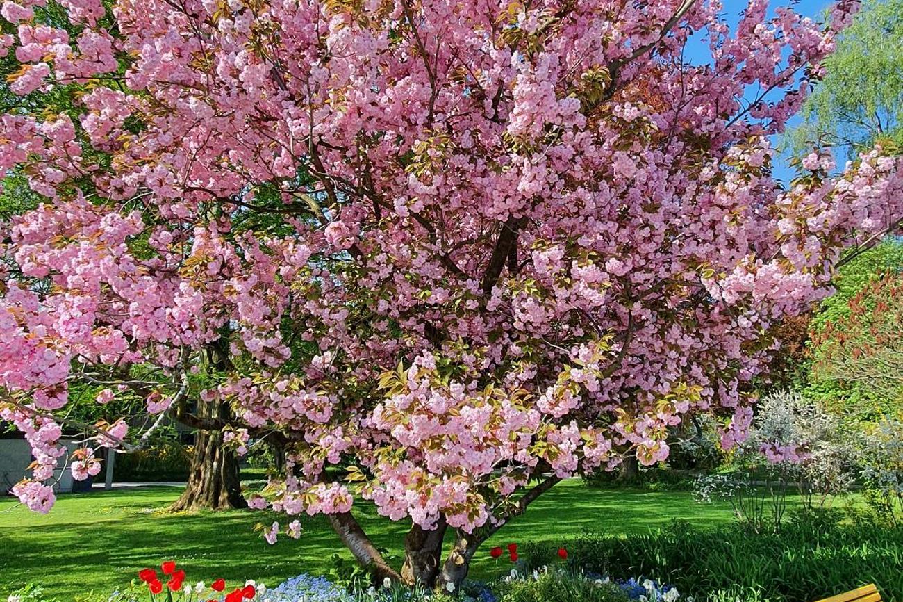 Platz 4: Farbenfrohe Sitzgelegenheiten im Park von Romanshorn. (Bild: Hansjürg Oesch)