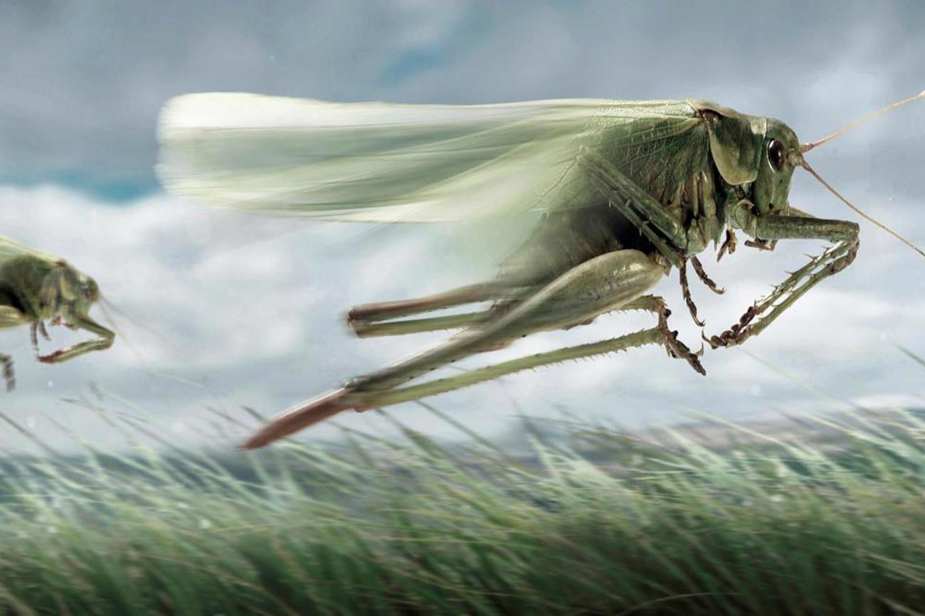 «Und aus dem Rauch kamen Heuschrecken auf die Erde, und ihnen wurde Macht gegeben, wie die Skorpione auf Erden Macht haben.» (Offb 3,3) Die in der Johannes-Offenbarung geschilderten Ereignisse stellen eine Übersteigerung der Plagen aus der Exodusgeschichte dar, dem Auszug der Israeliten aus Ägypten. Foto: Pixabay