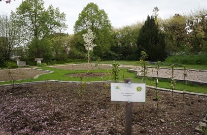 In Romanshorn entsteht ein Bibelgarten. Der Apfelbaum bildet das Zentrum von vier Beeten. (Bild: Inka Grabowsky)