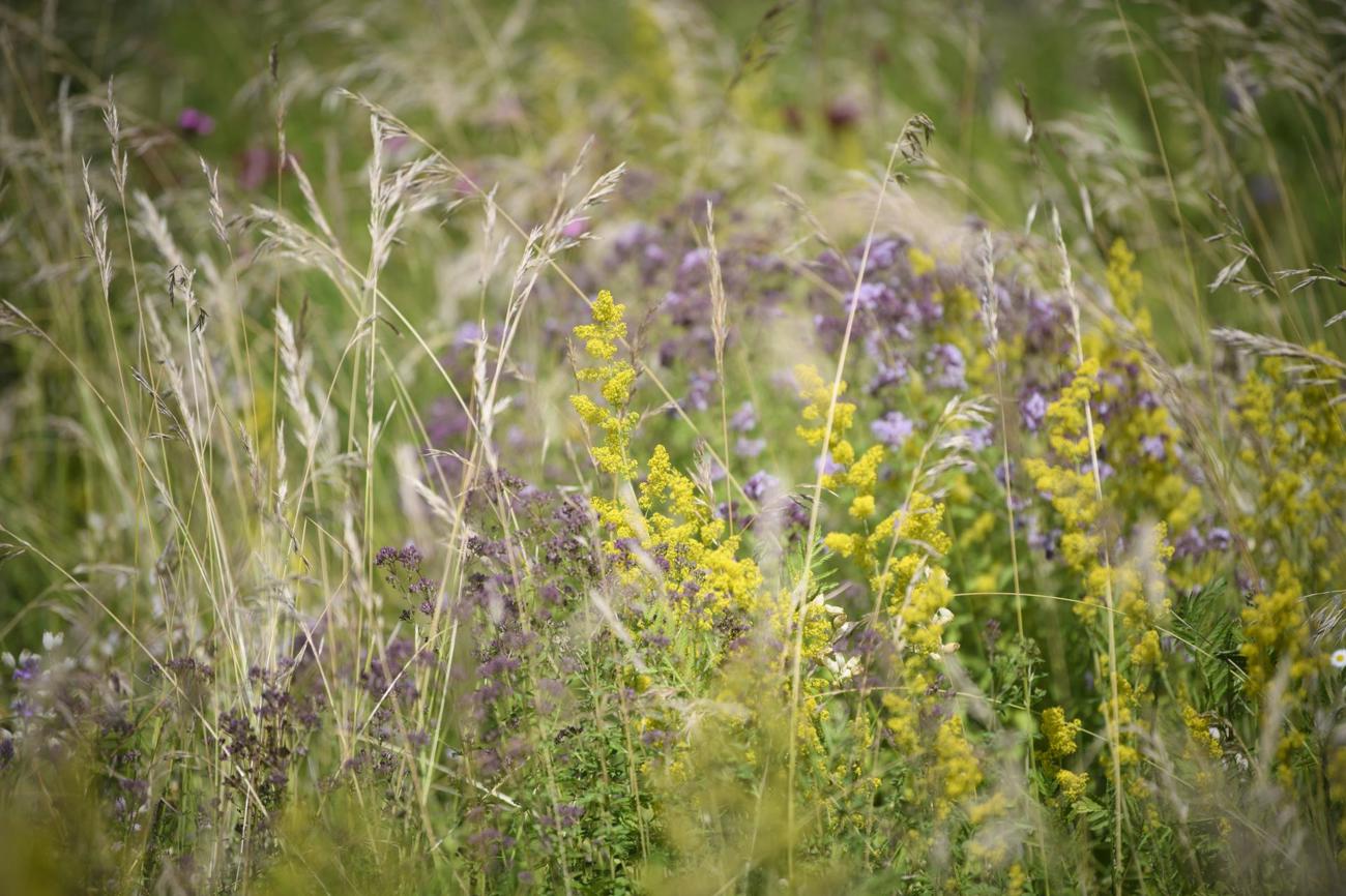Wilde Schönheit: Die Wiese blüht.