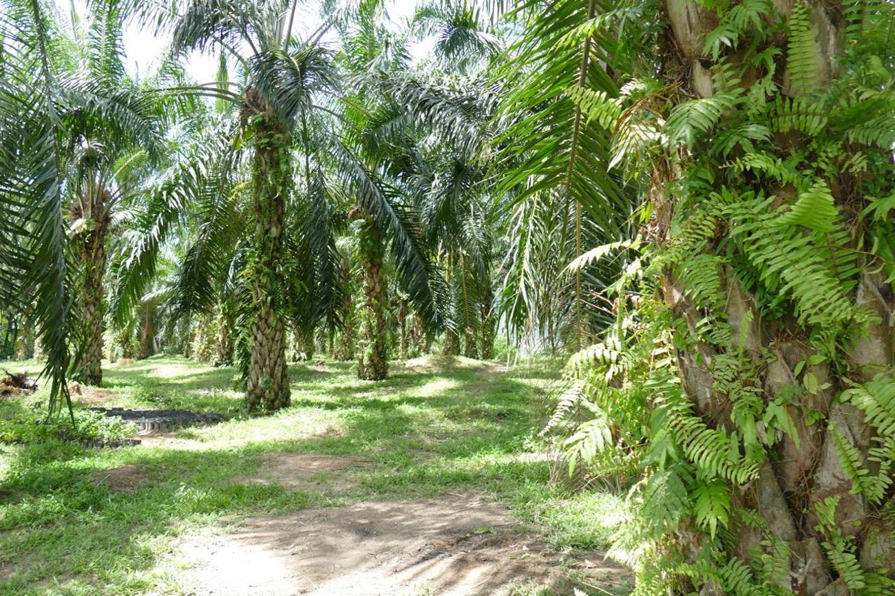 nachhaltige Palmölplantage mit viel Grün am Boden und an den Stämmen
