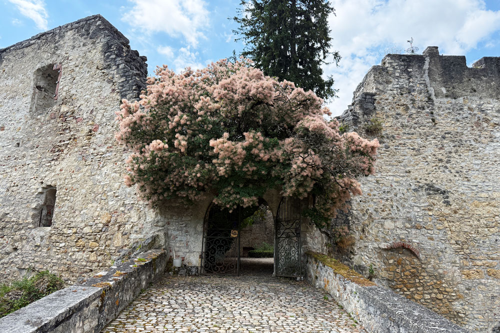 Ein blühender Baum überwölbt das Tor zu den Ruinen von Schloss Birseck, das seit Jahrhunderten über die Ermitage wacht. | Foto: Nicole Noelle